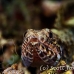 lizardfish_reef_res_h_0705_png0268.jpg